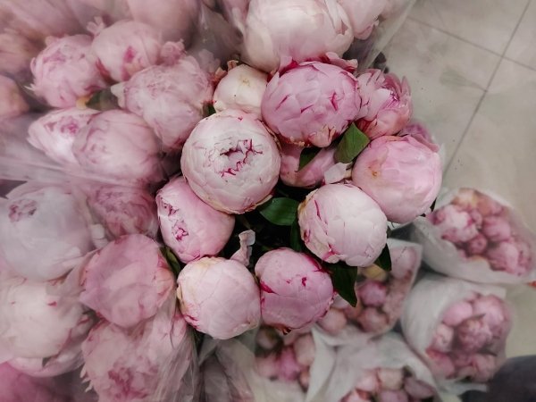 Пион розово-сиреневый