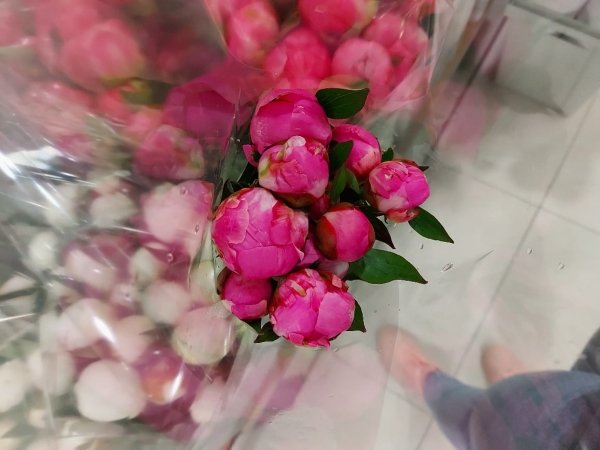 Пион сиреневый