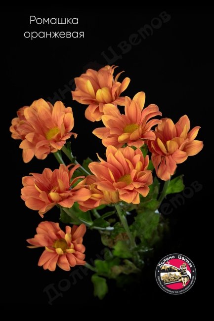 Хризантема кустовая оранжевая.