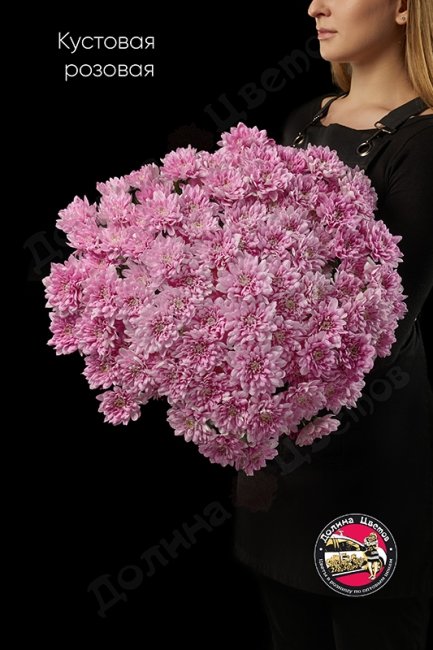 Хризантема кустовая розовая.