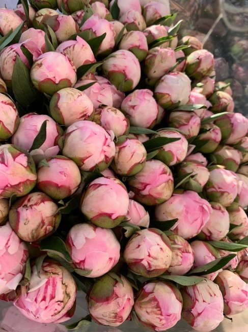 Пион розовый