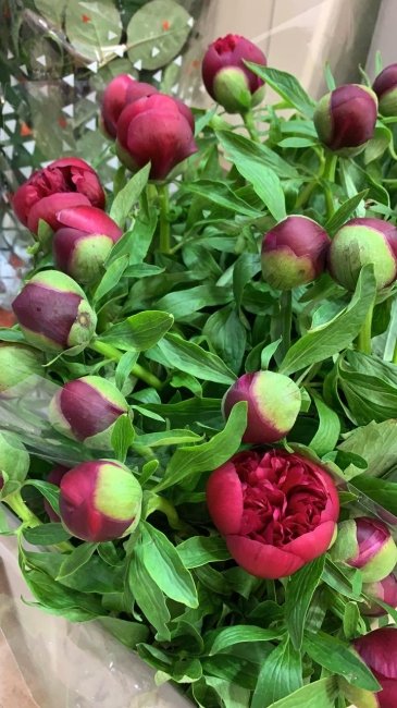 Пион бордовый