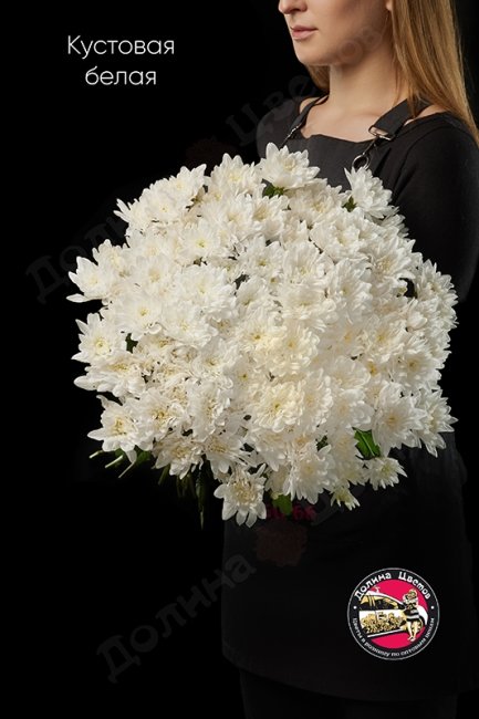Хризантема кустовая белая.