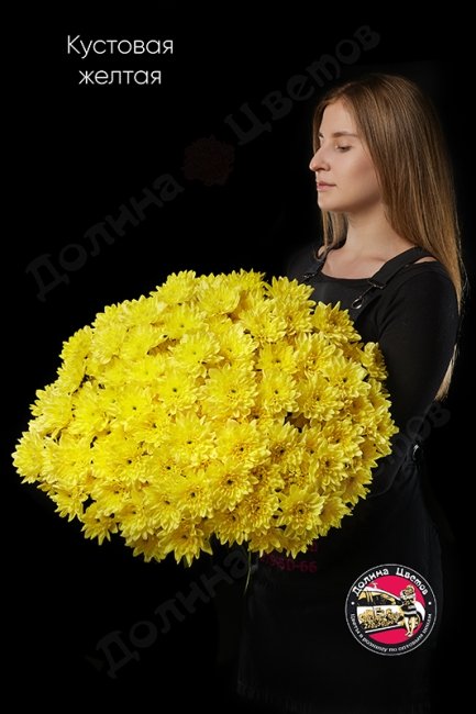 Хризантема кустовая желтая.