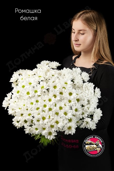 Хризантема кустовая (ромашка) белая.