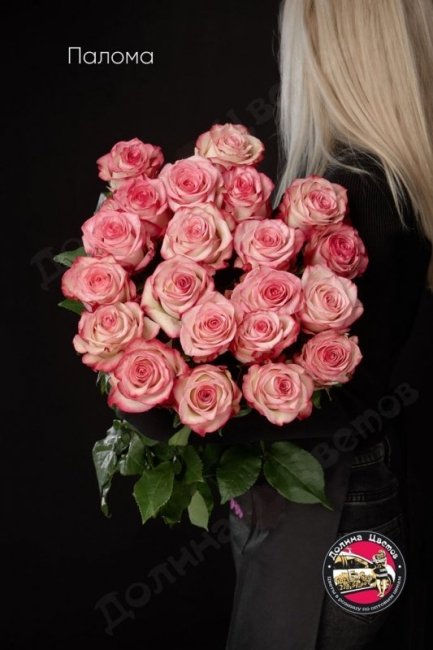 Розы Палома  (высота  50см)