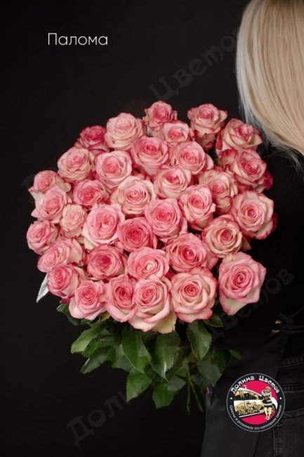 Розы Палома  (высота  70см)