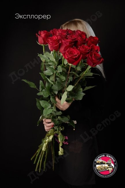 Розы Эксплорер  (высота  90см)