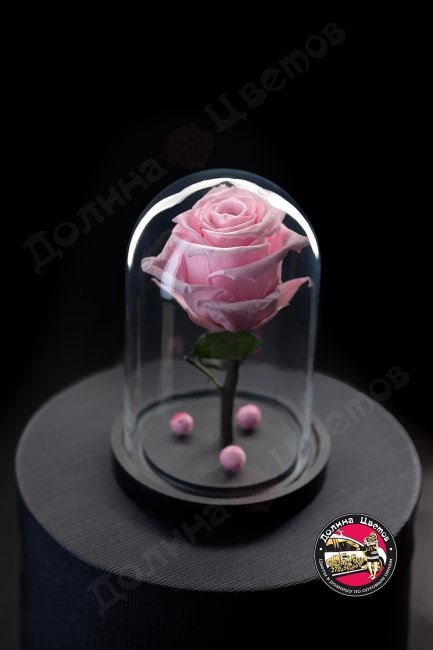 Роза в колбе розовая