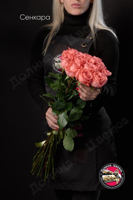 Розы Сенкара  (высота  60см)