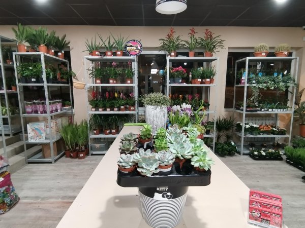 Эхеверия фаленопсис