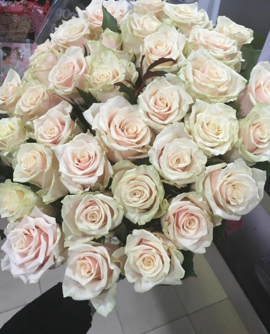 Роза Талея. Букет из 75 роз. Высота 70 см