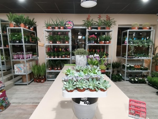 Эхеверия микс