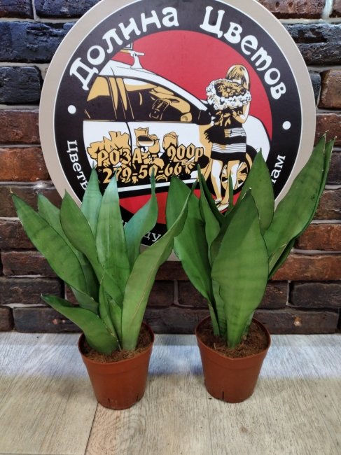 Сансивьера 16.14.50