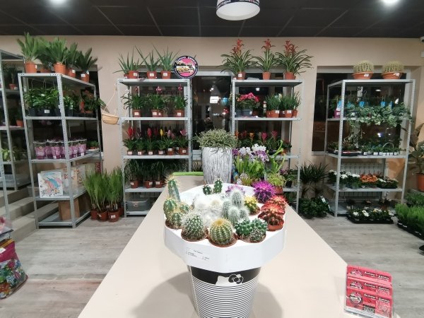 Кактус микс Ронделла