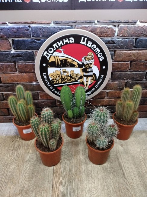 Кактус микс 19.17.40