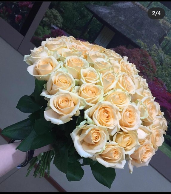 Роза Пич-Аваланж (персиковая). Букет из 41 розы. Высота 50 см