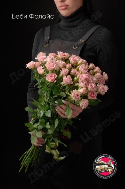 Розы Беби Фолайс  (высота  50см)