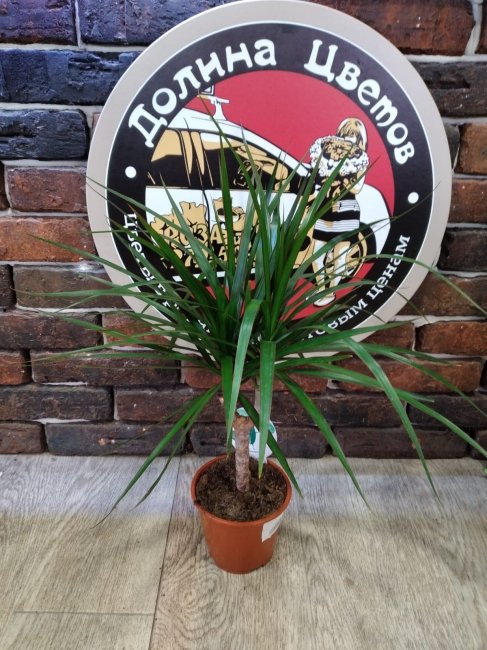 Драцена 26.11.35