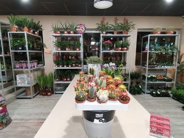 Эхенокактус микс