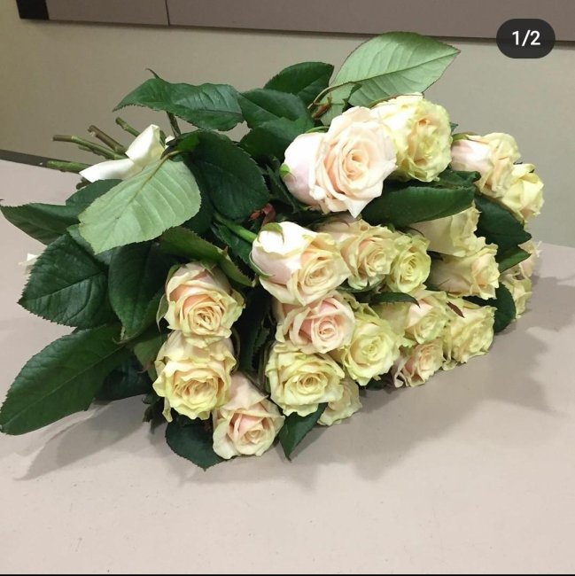 Роза Талея. Букет из 21 розы. Высота 40 см