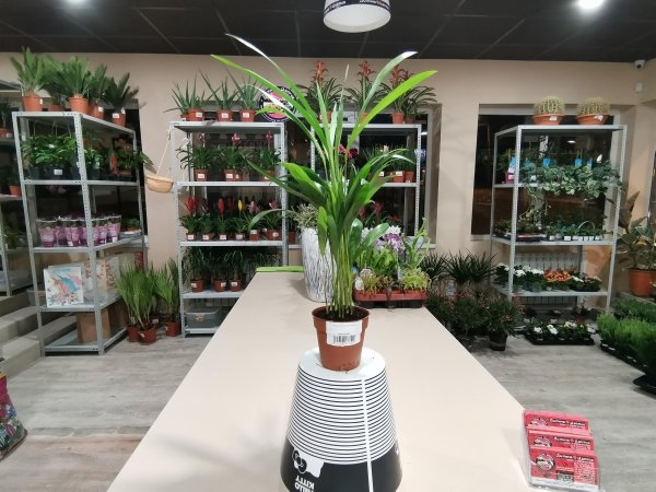 Хризамедокарпус Арека.