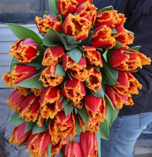 Букет из 41 тюльпана. красный с желтой бахромой