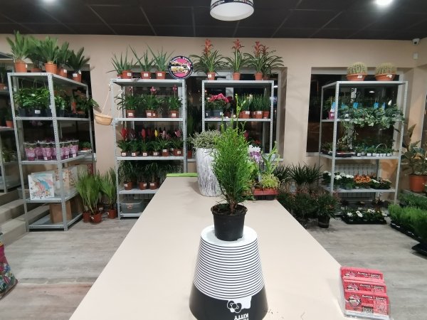 Кониферум Джеменд мини