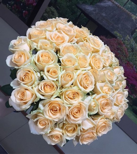 Роза Пич-Аваланж (персиковая). Букет из 75 роз. Высота 50 см