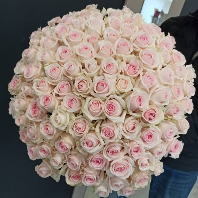 Роза Свит Ревиваль. Букет из 101 розы. Высота 60 см