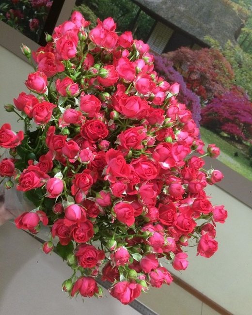 Букет из Розы Спрей Чери Хиопс  (высота  50 см)