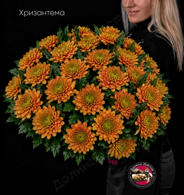 Хризантема одноголовая зелёная.